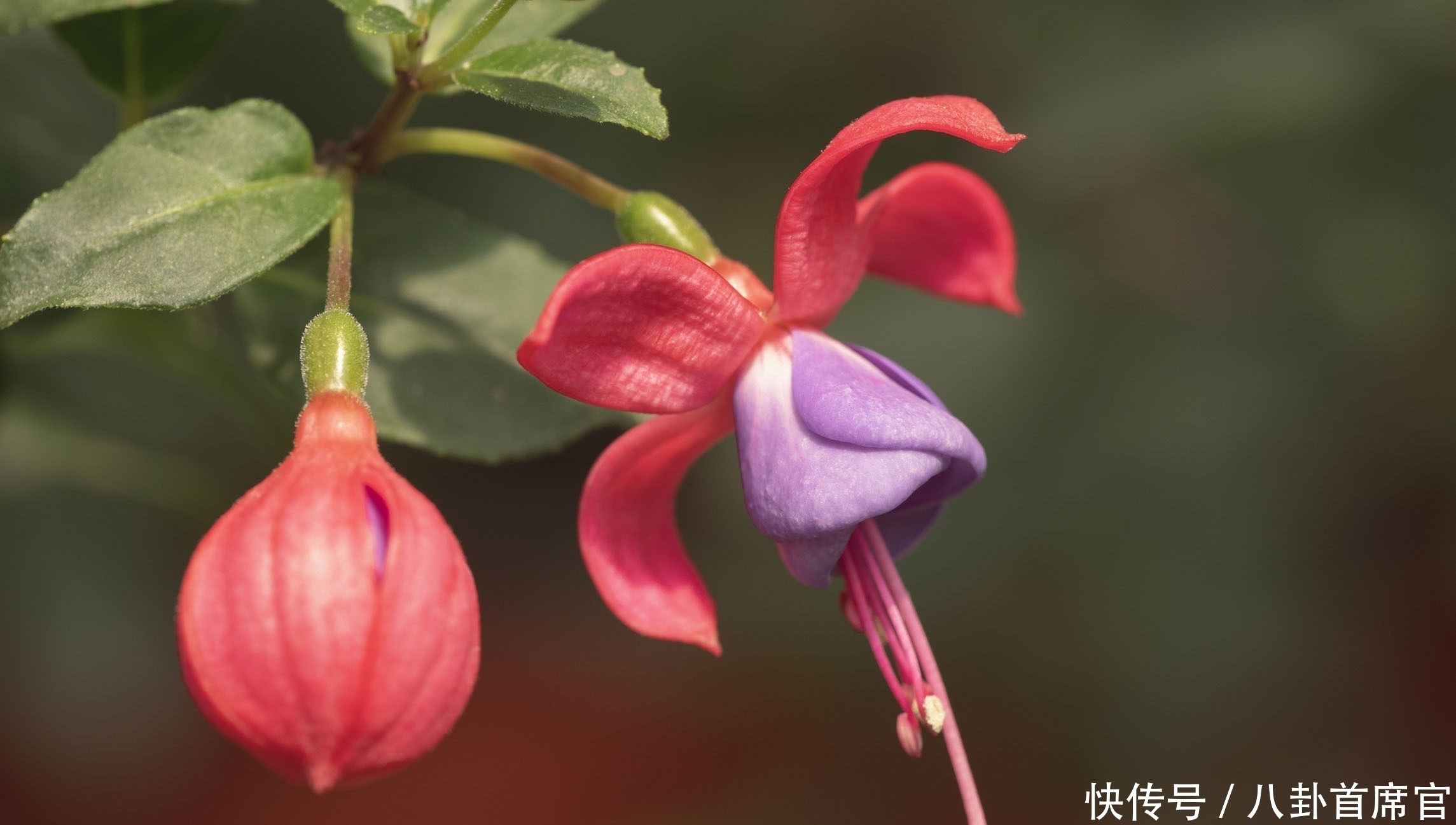 种花|5种花夏天要养在北阳台，否则成为“夏必死”，黄叶又落叶