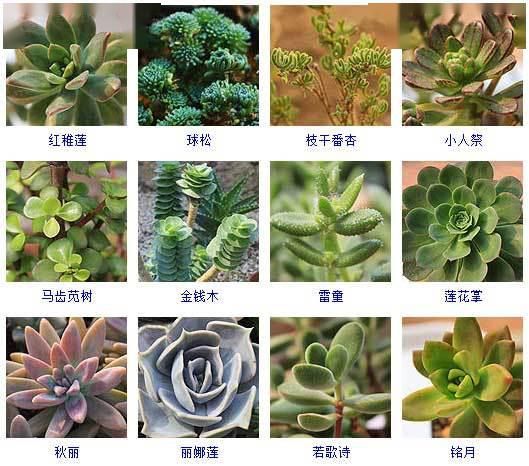 最新多肉植物图鉴大全