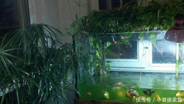 同意|打算在阳台砌鱼池,物业不同意,只好放个鱼缸,邻居看了赞不绝口