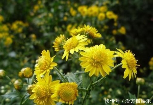 野草|农村俗称“菊花郎”的野草，营养比菠菜丰富，食用价值高