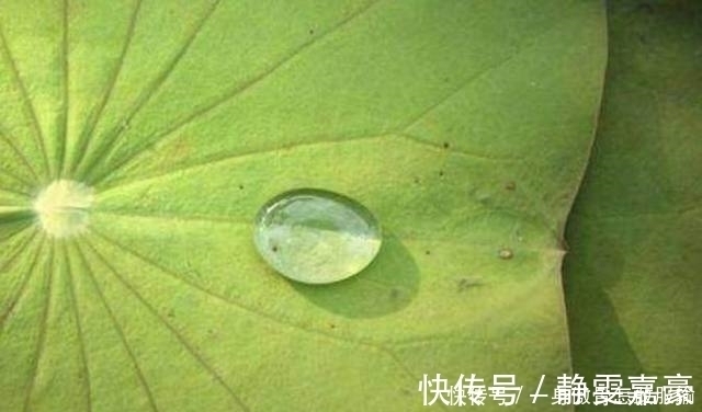 荷叶碱|肚子上赘肉太多了?白开水泡“它”,每天喝2杯,和大肚腩说拜拜