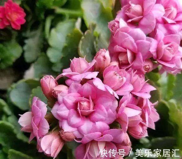 长寿花这样剪,插花盆里30天后,阳台装不下