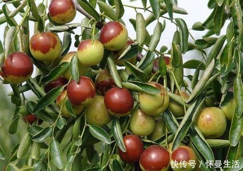 海棠海棠|院子阳台不要瞎养花,推荐几种树,果子好吃还能添福