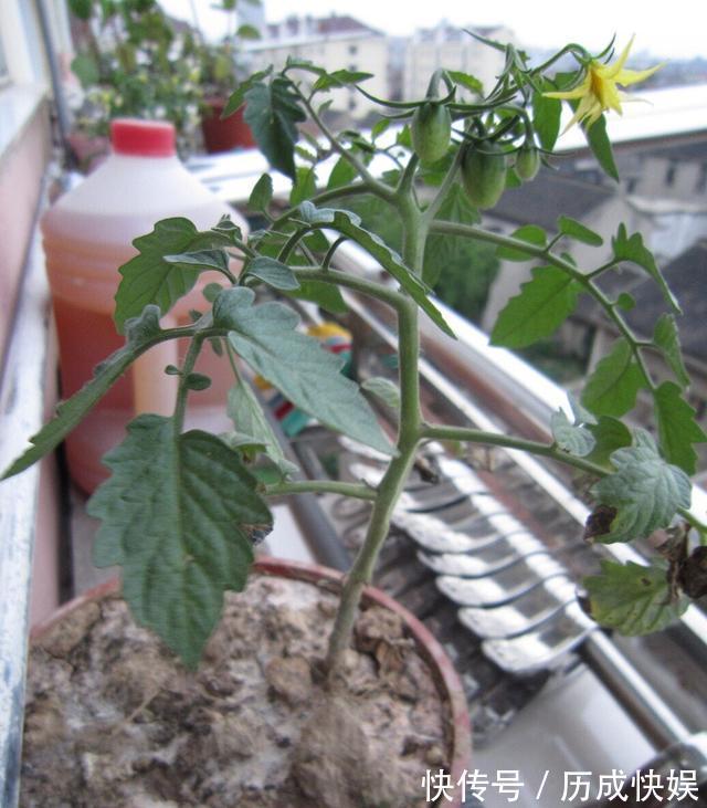 阳台上最好养的“3种菜”，种一次，吃不完，收获一盆又一盆
