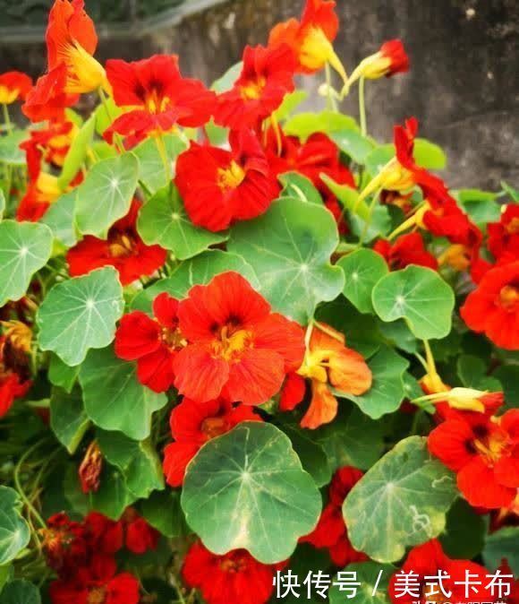 这7种花,夏季养它们,放在露台上,花开一整夏,花量超大