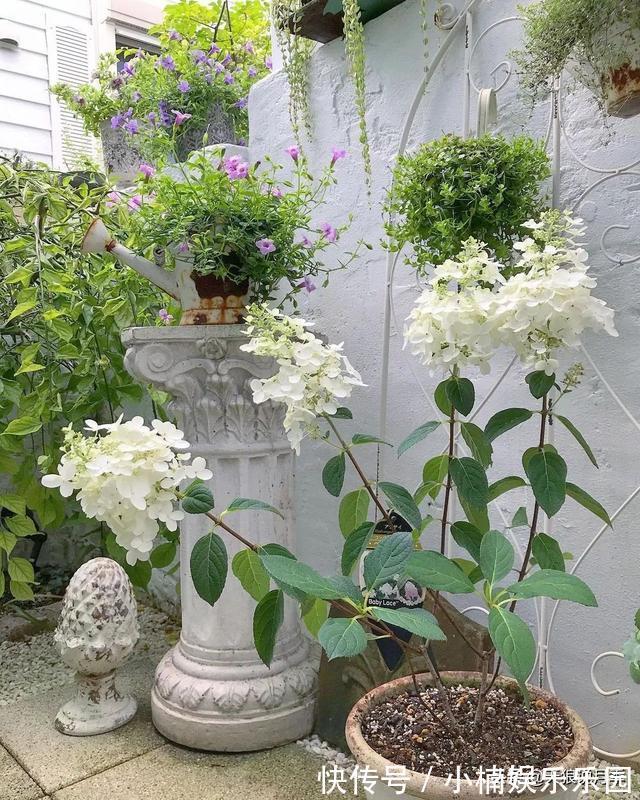 毛地黄|小空间花园打造指南丨四季开花不断,她是怎么做到的?