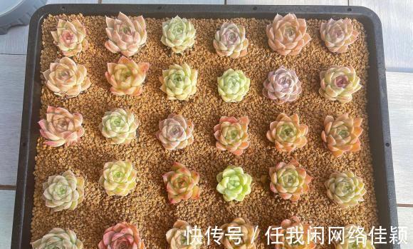 根系|养多肉要谨慎,宁可不浇水,也不能浇多了,小心死翘翘