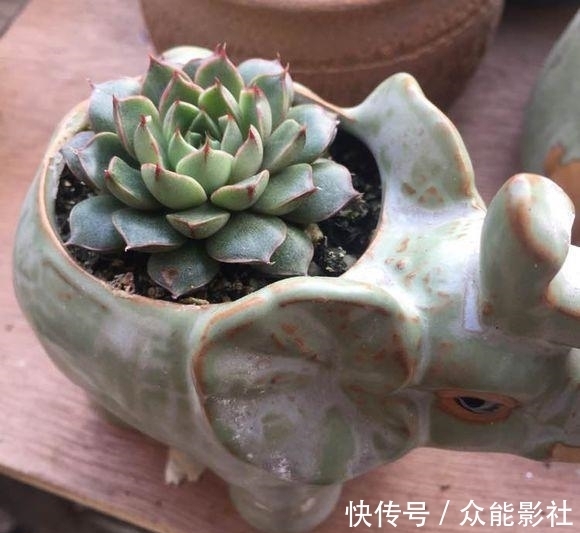 姬小光|经过夏天的酷晒,我家的多肉变成了这样