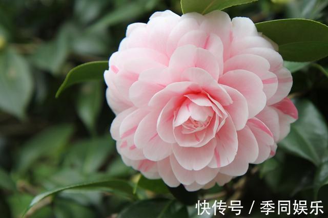 光照|养茶花做好以下7点，叶片油亮、花朵艳丽、轻松开爆盆