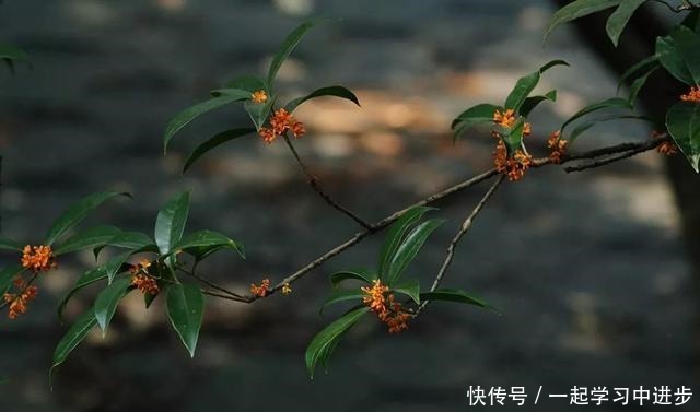 苏州人的宝岛秘境，美成仙境，却被时光遗忘！