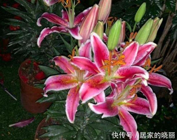 5种漂亮花,好打理,易爆盆,不用费心,就能长的特别好