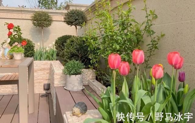 4种花，名字里带“荷”却不是荷花，花美色丽，漂亮极了