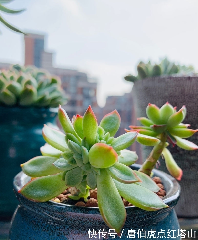 多肉变“畸形”,身价能翻好几倍,可遇不可求!