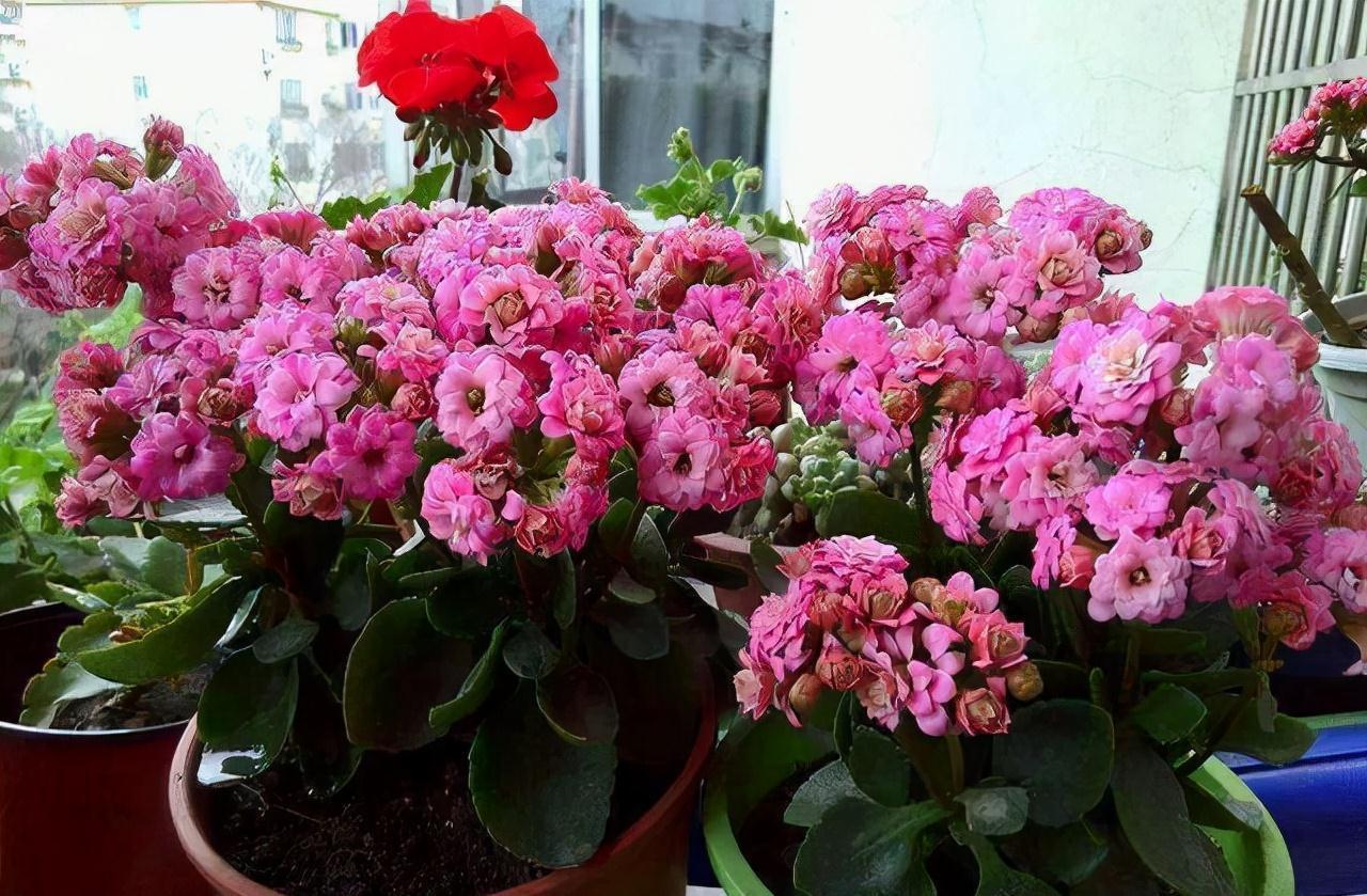 6种花“很吉祥”,建议养在卧室客厅,好看好养,还可当年宵花