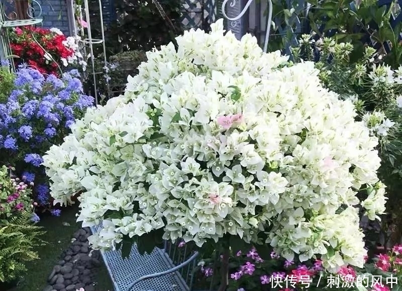 三角梅冬天有“四怕”,避开了才能安全越冬,来年疯狂开花不停歇!