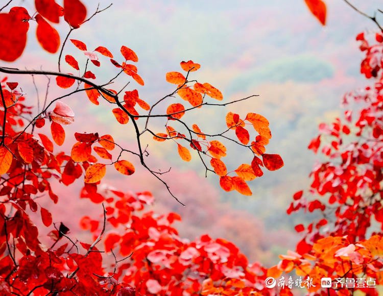 秋天的红叶你看了吗?壹粉赏秋叶喜提最佳|11月2日最佳情报| 红叶谷