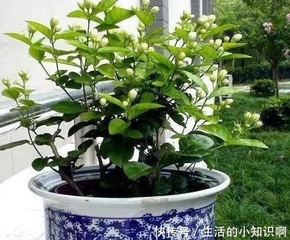 家庭盆栽茉莉花该如何管理早春满足4个条件,五六月砰砰开花!