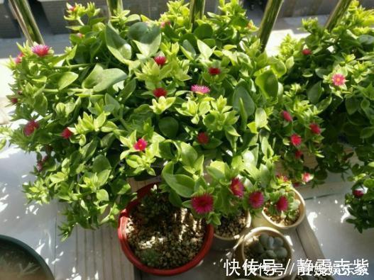 吊兰|绿萝、吊兰不要再养了,养上4种花,美感更足,还格外的富贵