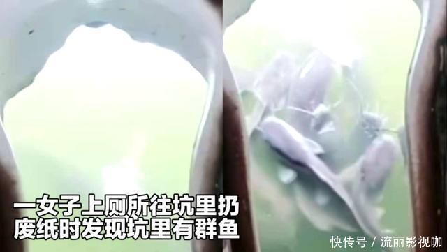 茅坑下大鱼聚集,揭示出核心诱鱼原理,钓鱼人必须看懂