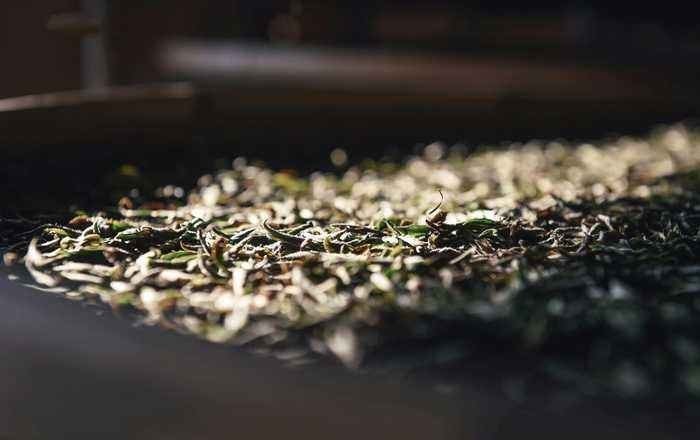 之中|你喝到过发酸的白茶吗?到底是存坏了还是正处于转化之中?