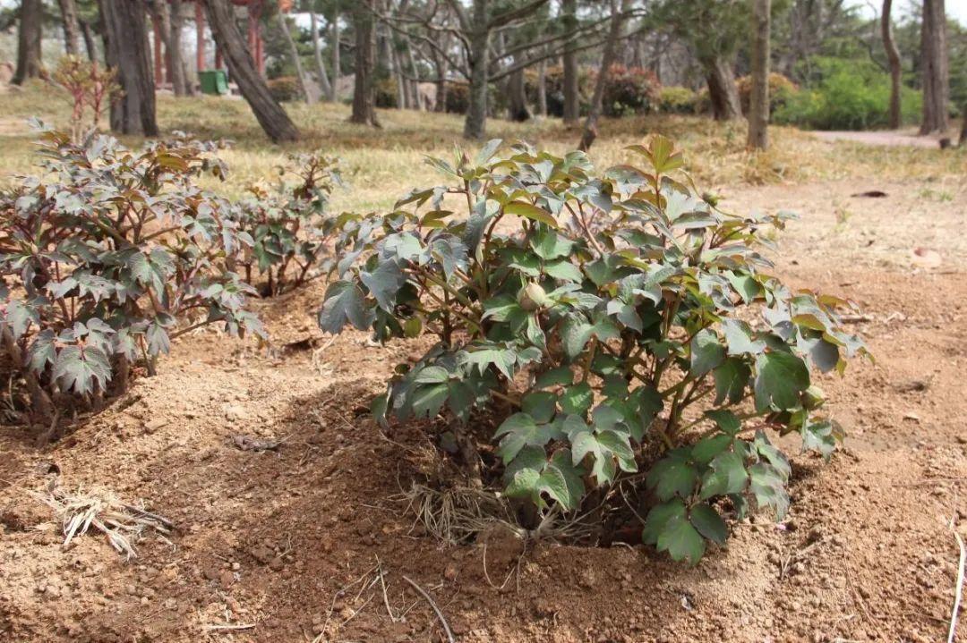 品种|这花只能秋天养,埋土里就活,晚了再等一整年!