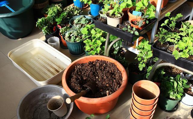 皮壳|养花的旧土要变成养分丰富的新土，要分成2步来走，掺进去3样东西