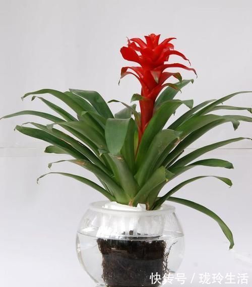 养护|过新年，养此7种富贵花，开花红红火火，好运滚滚来