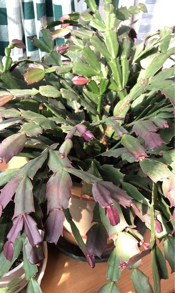 蟹爪兰“软趴趴”,叶子薄不开花?改3个“小毛病”,开成花大树