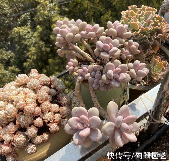 浇水|养好多肉难吗?一点都不难,只要少浇水,多肉基本不会死