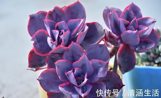 发现一些晚霞多肉的老桩，在逆开挂区如何养出有状态的晚霞