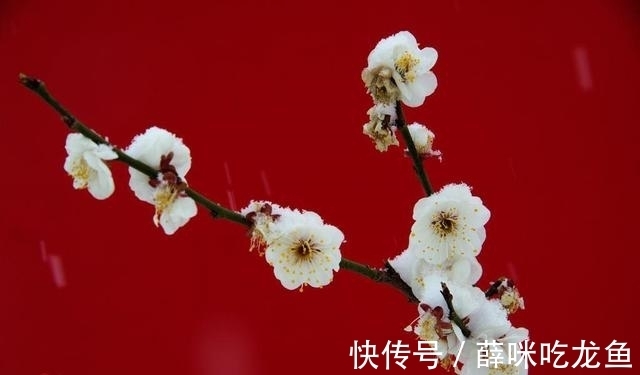 词人@雨水时节,品读《更漏子》,感悟晏殊在春日对故人的思念之情