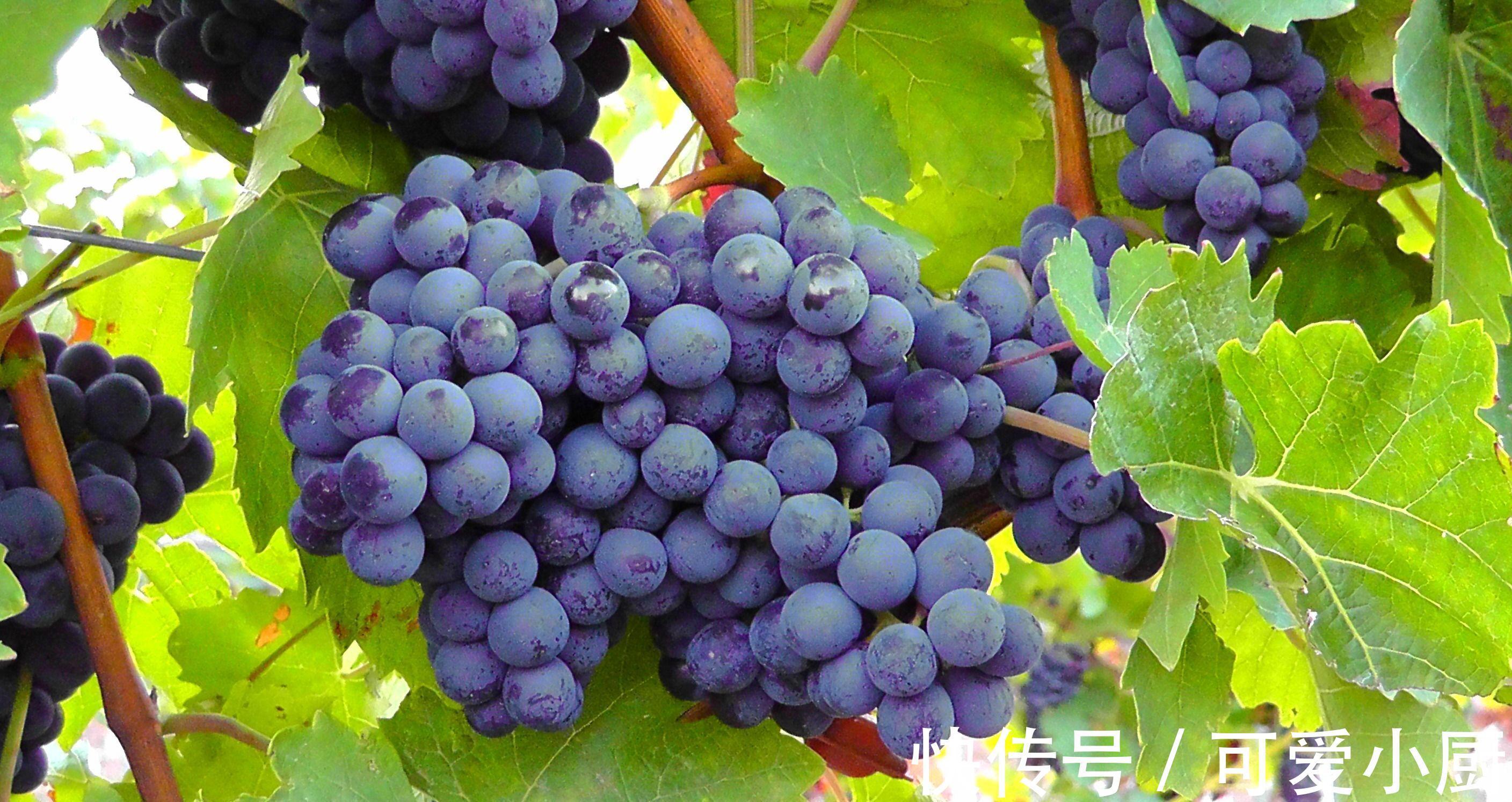 黑素|医生提示:经常失眠别担心,多吃3种“安神水果”,可有效缓解