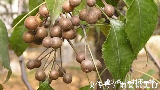 城里人|农村最好吃的5种野果,吃过4种的是农村人