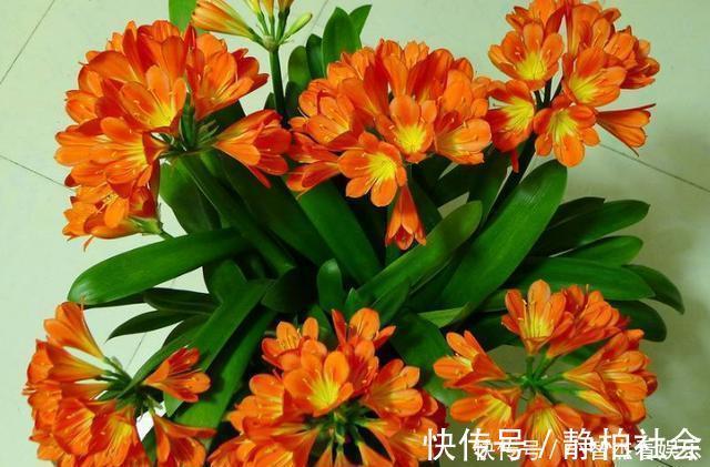 维生素c|君子兰花不旺,浇点这“汁液”,比施肥更管用,一盆能开四五朵