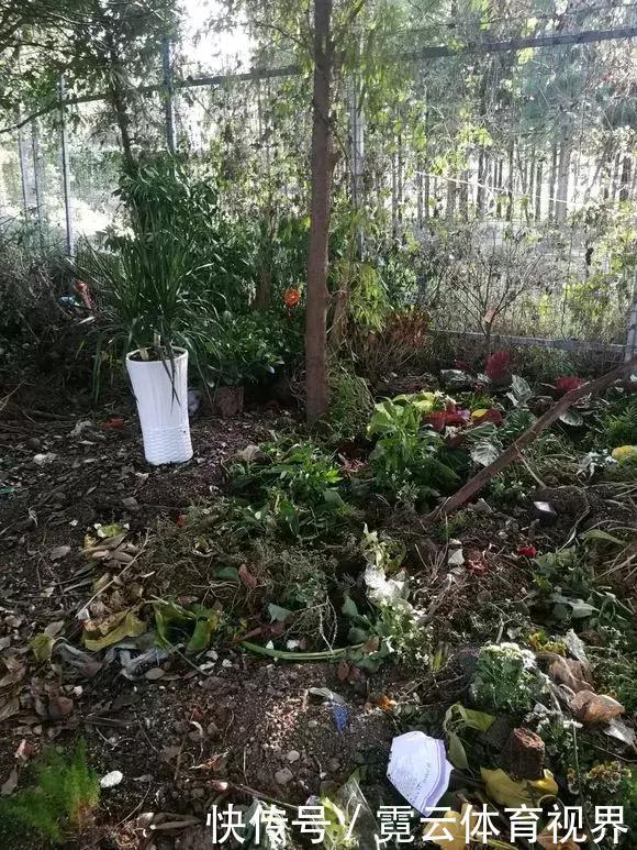 垃圾桶里一堆“贵货”花,丢人也要捡,带回家就开花