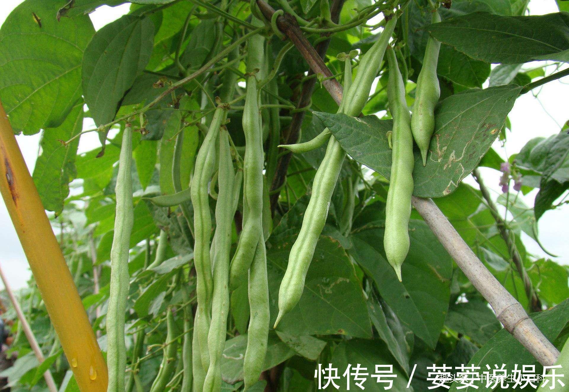 豆类|非常有特点的一种豆类,有益于心脏健康,还能够强壮骨骼!