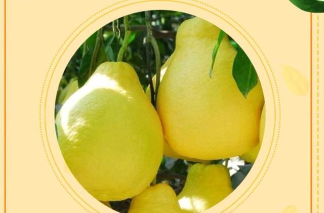 莲藕|进入秋季,这几类食物要多给孩子吃,防止娃肺燥导致咳嗽