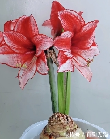 球根植物朱顶红的种植方法,这样种植,春节赏花