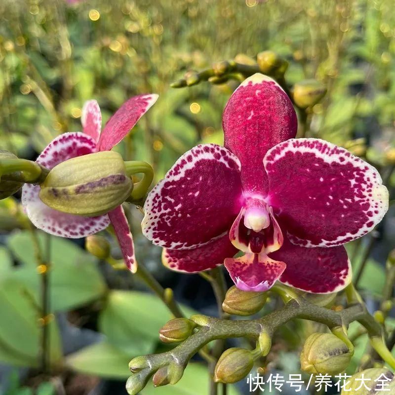 红火好养的“喜庆花”,现在买不吃亏,下个月价格翻两倍