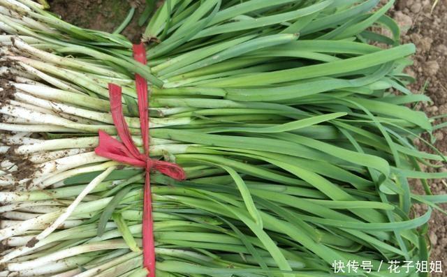 宽叶|买韭菜，看到这4种韭菜赶紧去，店主不要吃，别被愚弄了