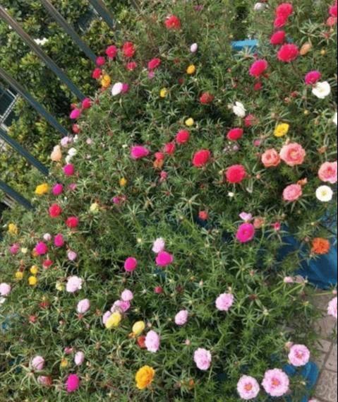 急性子的人就养此4种花,掐个枝条插土里,当年就开花早看早知道