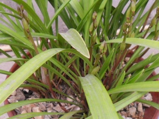 养殖小经验兰花长得好不好，不用羡慕别人啦，手把手教你养爆盆