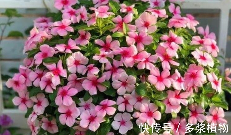 指甲|“4种花”爱开花，阳台养几盆，直接开成百花园，枝繁叶茂，美