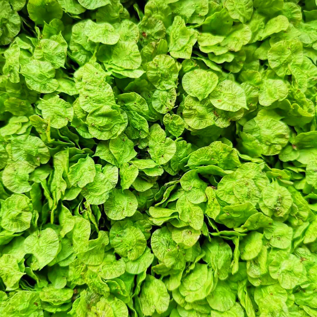 菠菜|春天唯一不含“草酸”的野菜,钙是菠菜3倍,正当季,不懂吃可惜