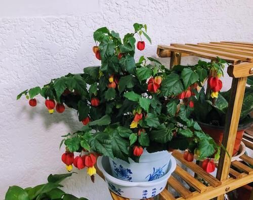 叶子|花卉盆栽喝点酒,不黄叶、不烂根,越长越旺,叶子绿、开花多