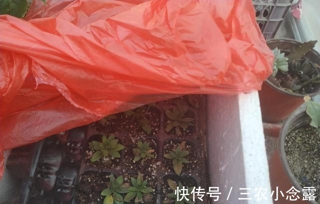 柳树|这是“天然”生根剂,路边捡一把,泡在水里,生根快速,浇花也旺