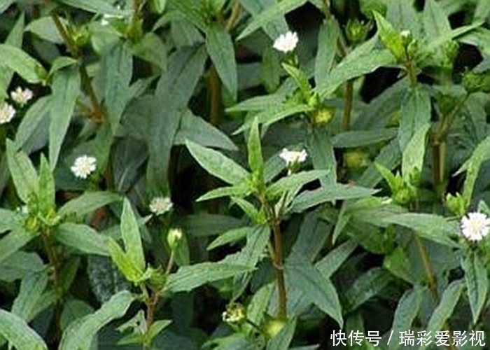 墨汁草|田间一野草,止血效果快,还是农民常用的“染发剂”,别小瞧了!