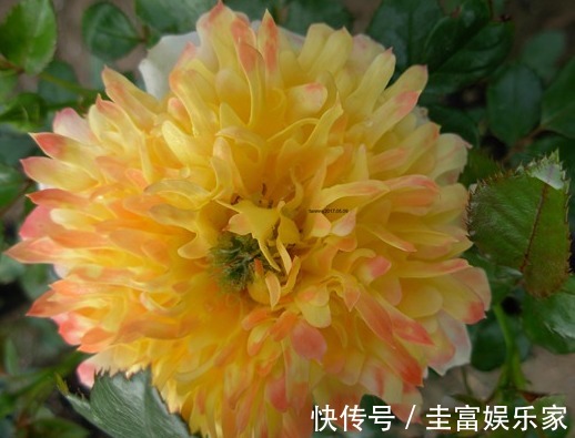 喜欢菊花，就养盆“高贵玫瑰”金凤凰，似凤凰翩翩起舞，高贵迷人
