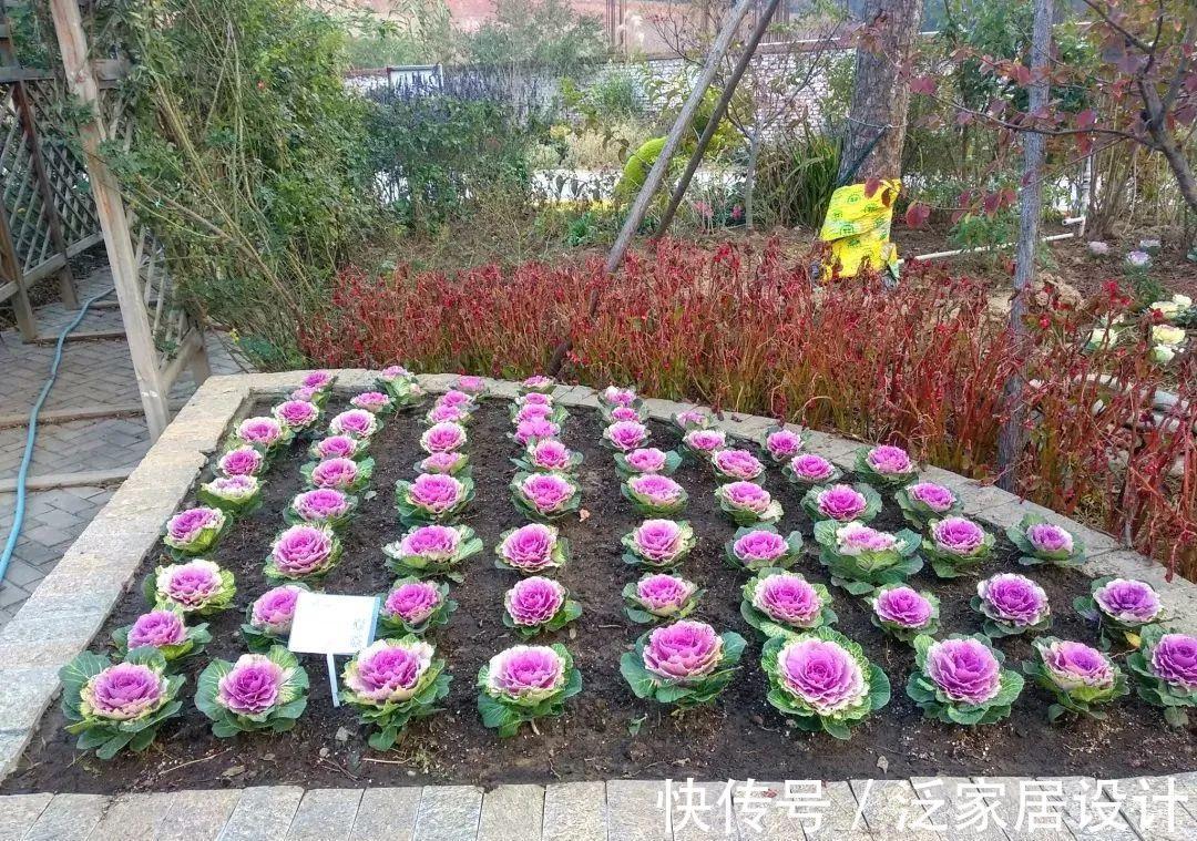 迷迭香|6种“漂亮花”，阳台种一盆，能凉拌能泡茶，生长泼辣，开花多