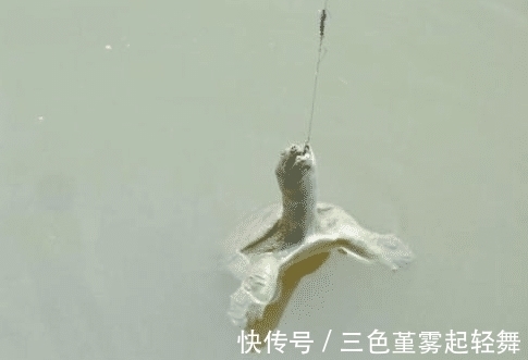 为什么说“退水鱼难钓”?密度大不是更好钓吗?老钓客说出了原因